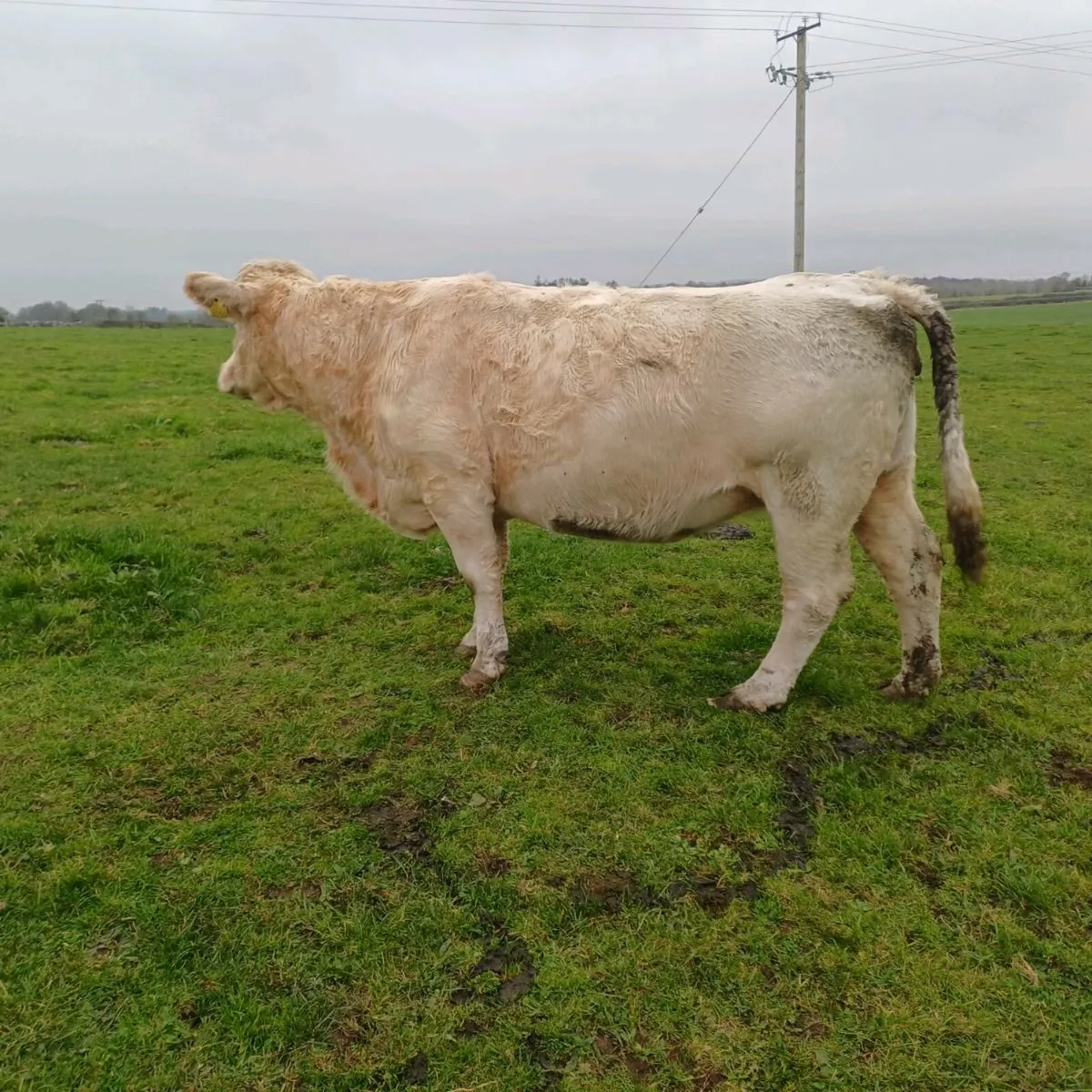 Pbr charolais incalf cow - Image 2
