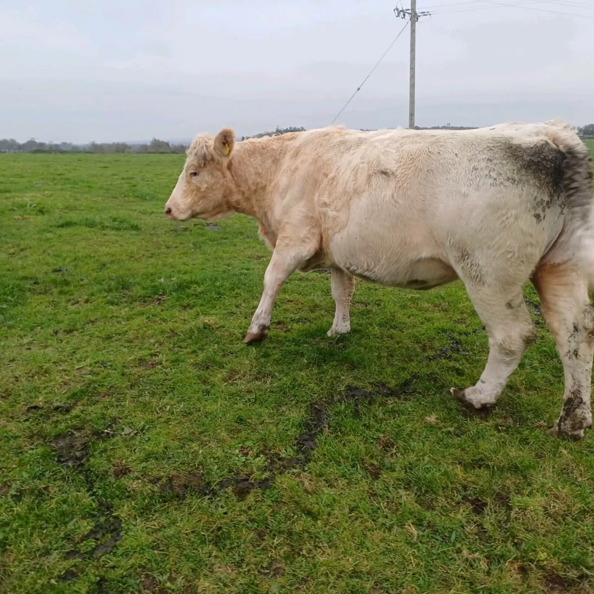 Pbr charolais incalf cow - Image 3