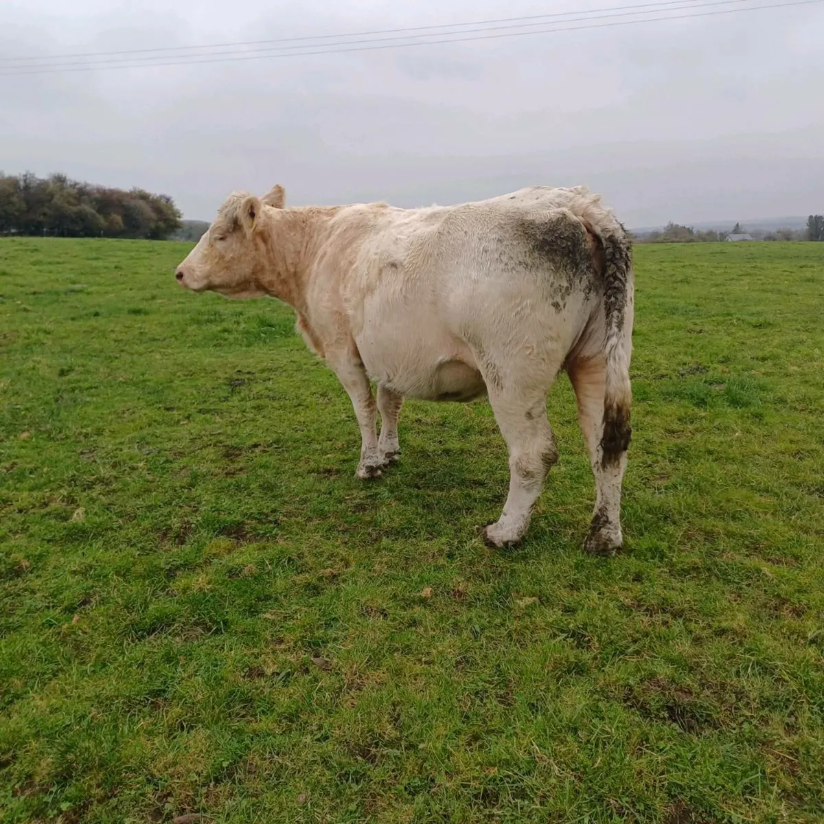 Pbr charolais incalf cow - Image 4
