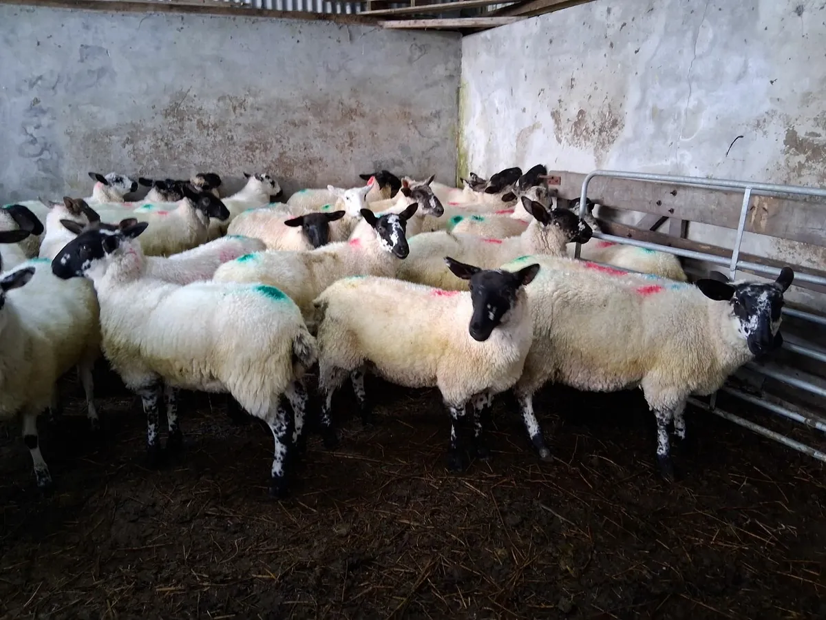Organic Lambs For Sale - Image 4