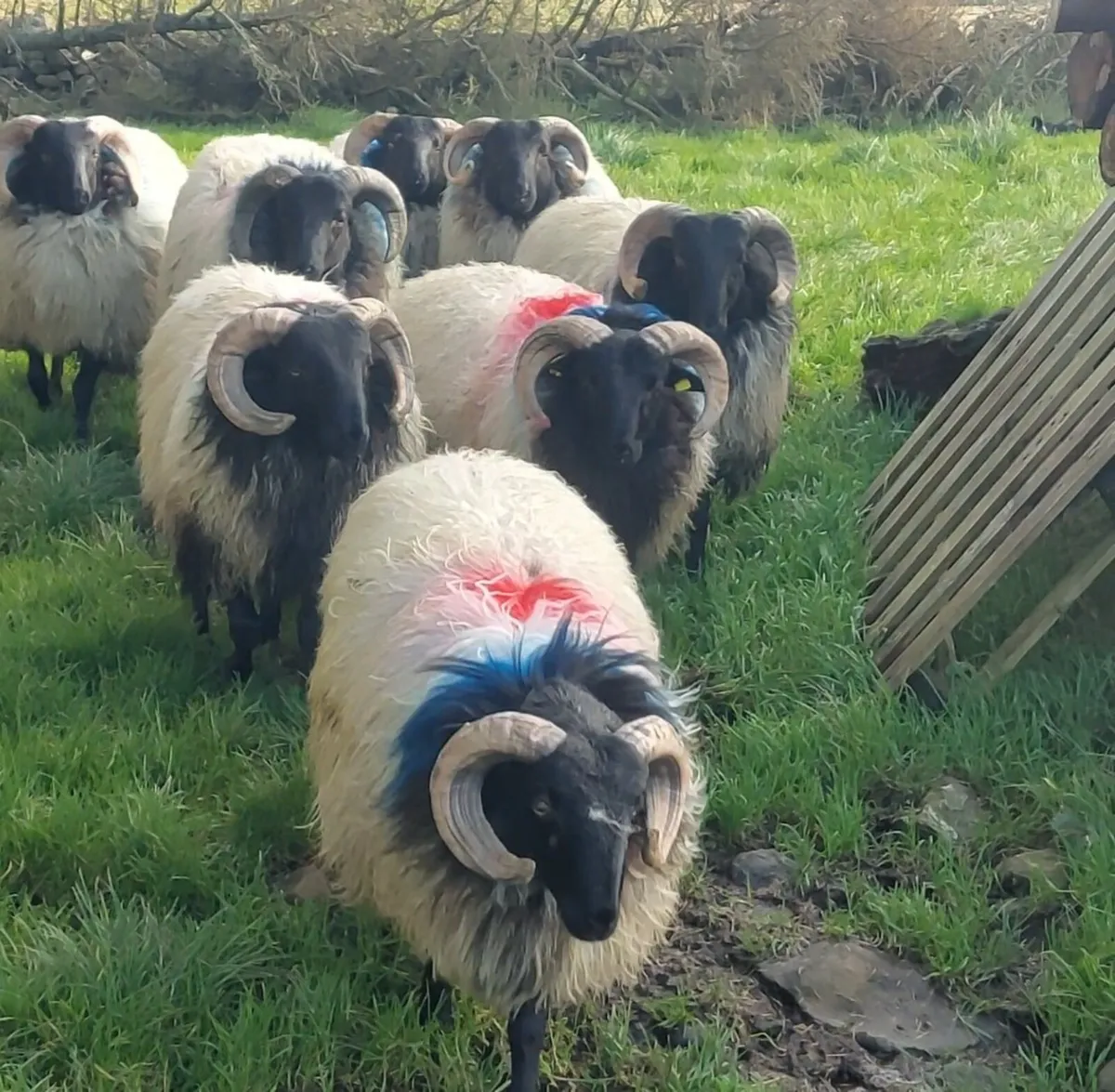 "SIS APPROVED "MAYO BLACKFACE RAM LAMBS - Image 1