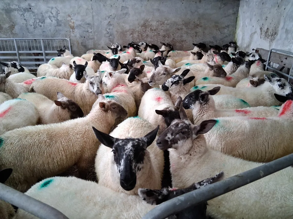 Organic Lambs For Sale - Image 1