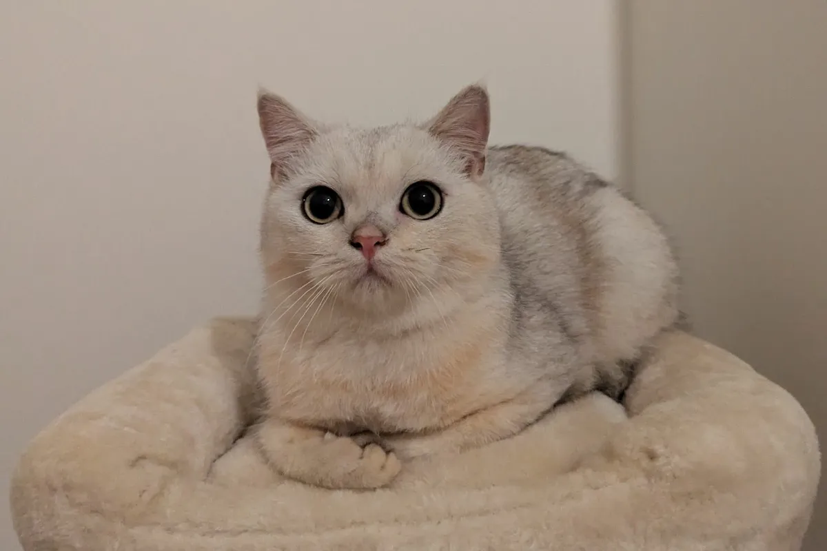 British Silver Short Hair kitten - Image 1