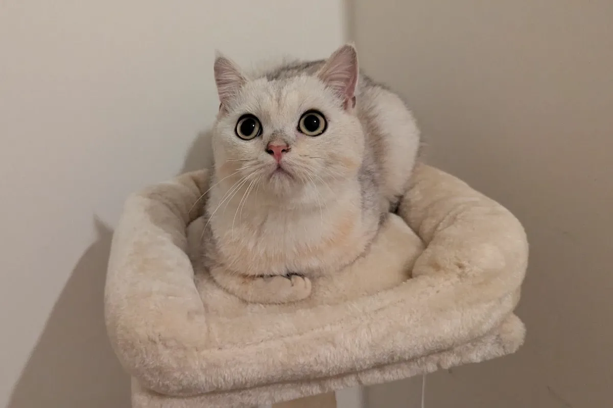British Silver Short Hair kitten - Image 2