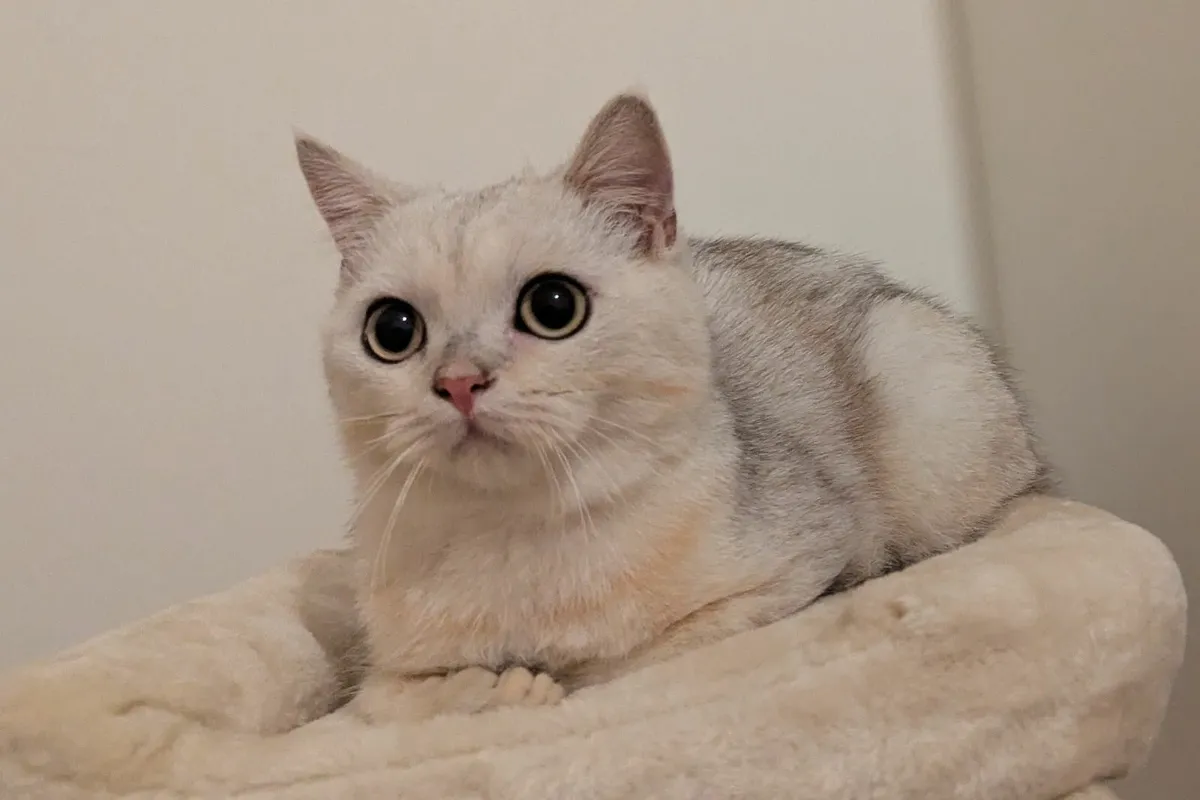 British Silver Short Hair kitten - Image 3