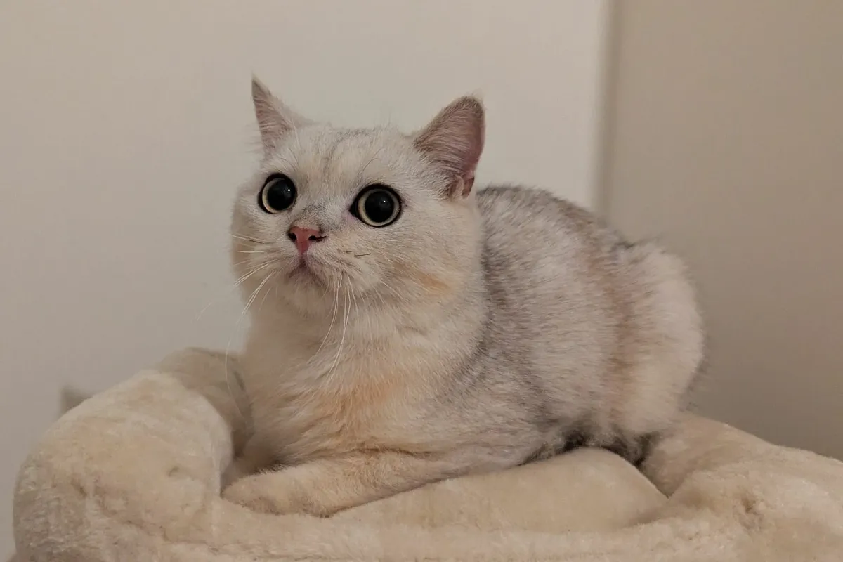 British Silver Short Hair kitten - Image 4