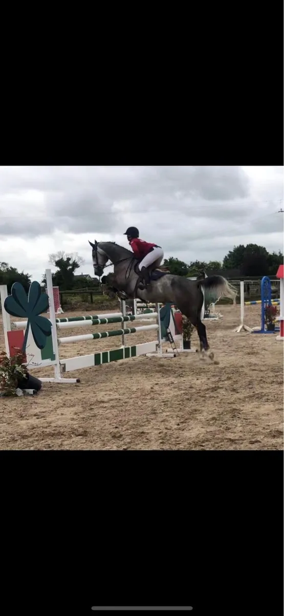Showjumper 🌟 - Image 1