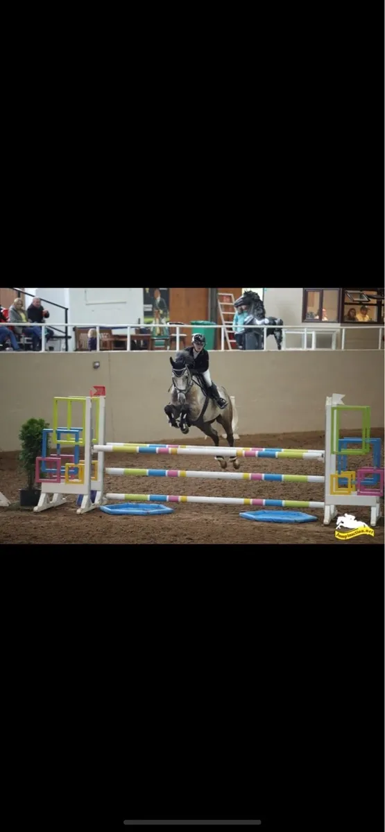 Showjumper 🌟 - Image 2