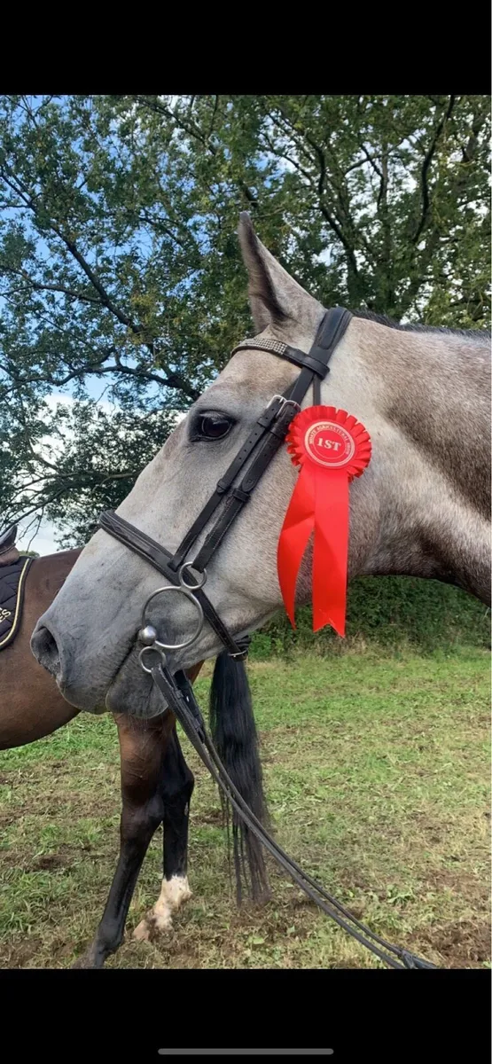Showjumper 🌟 - Image 3