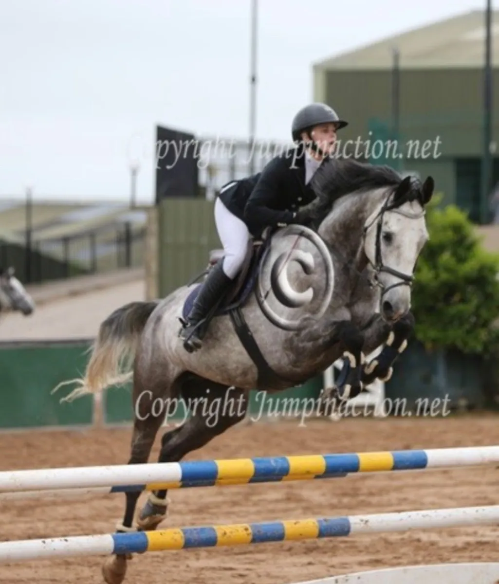 Showjumper 🌟 - Image 4