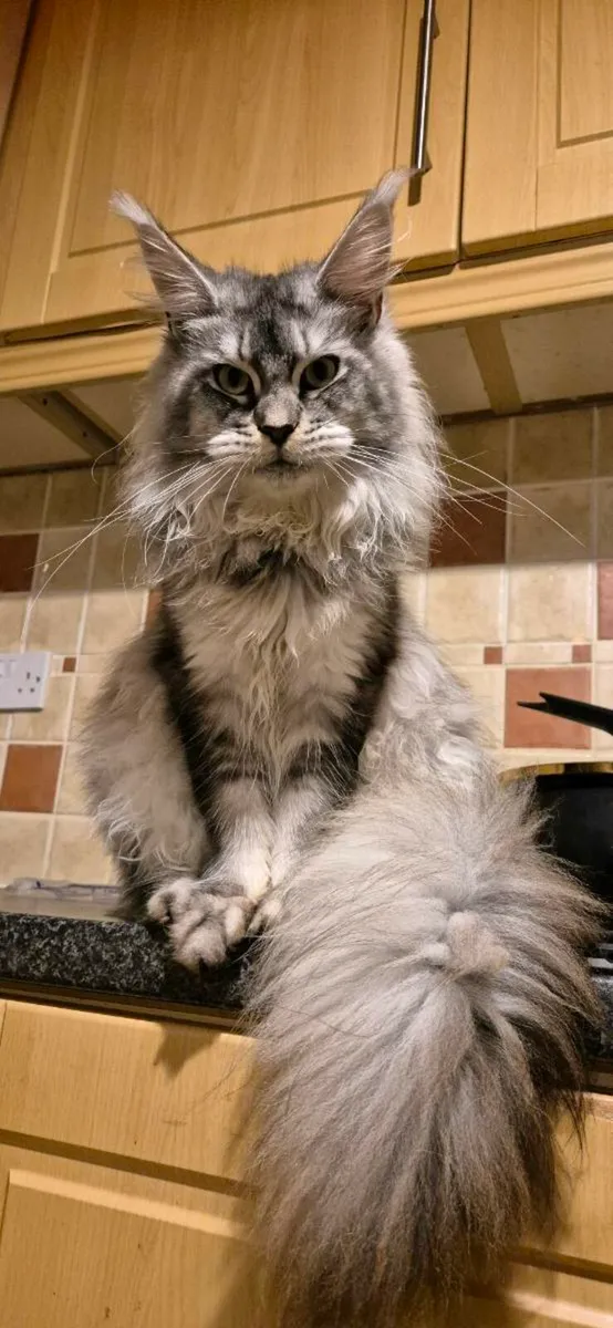 Maine coon - Image 2