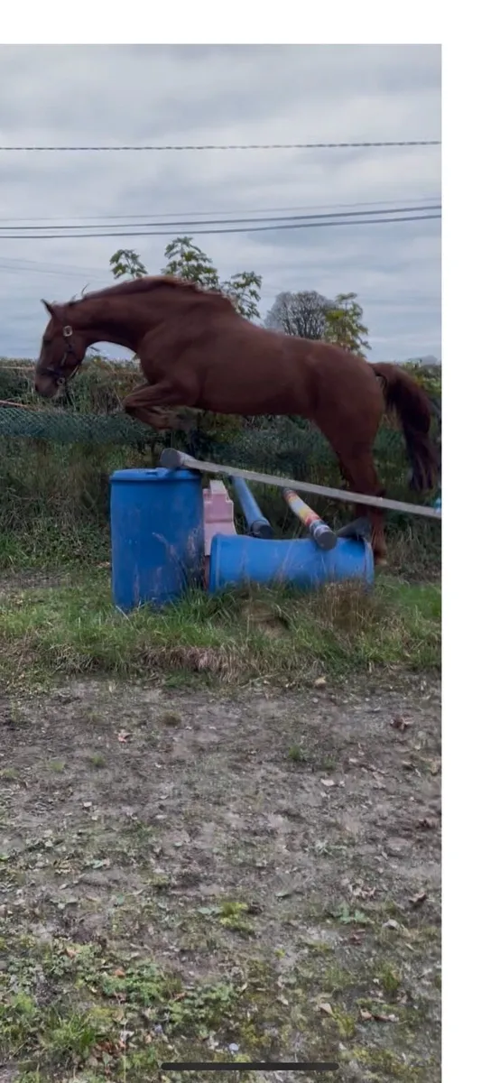 3yr old Connemara x TB gelding 164cms - Image 4