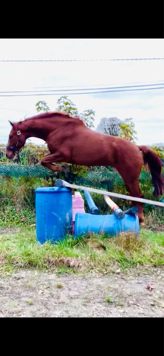 3yr old Connemara x TB gelding 164cms - Image 1