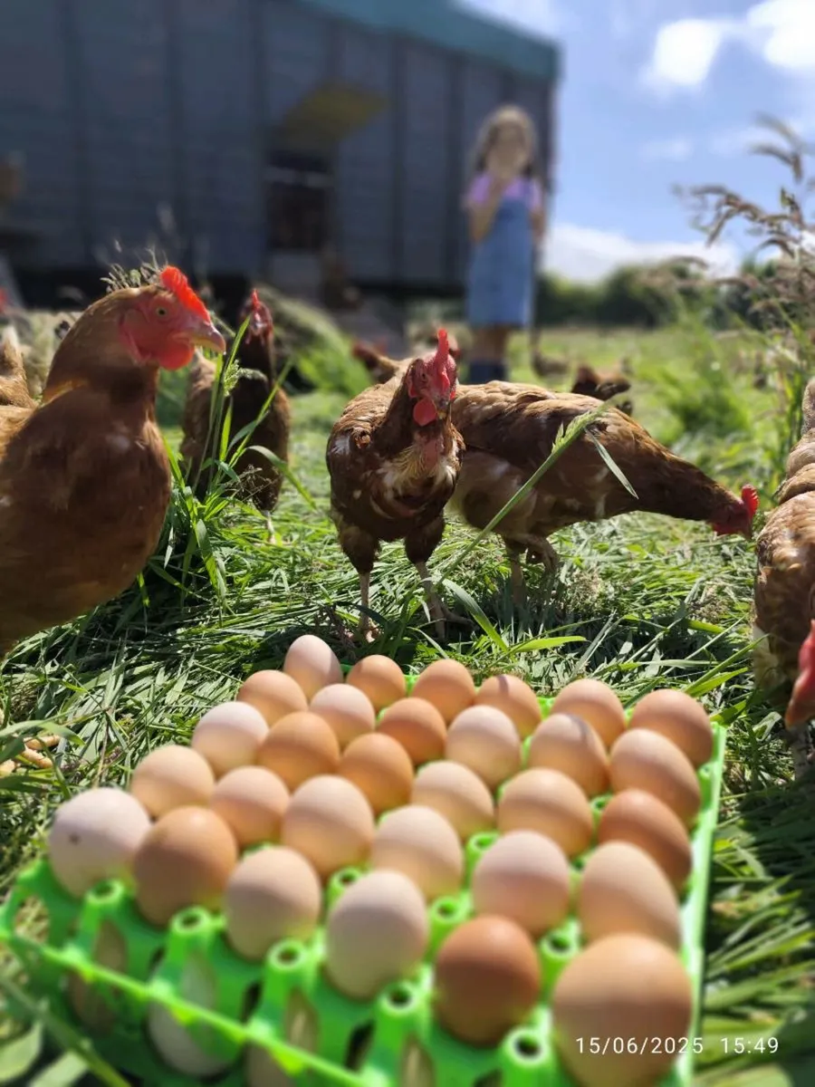 Hens