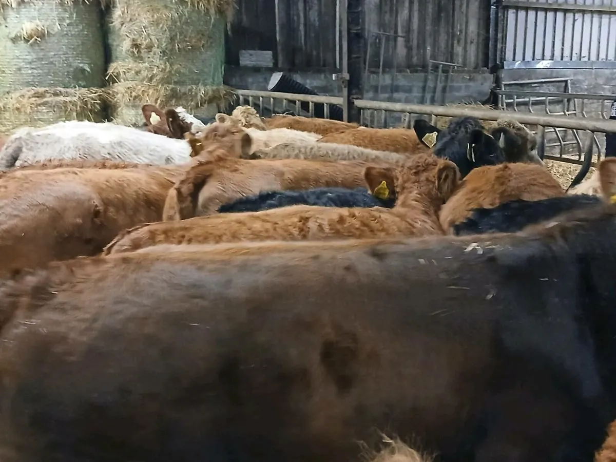 18 Heifer Weanlings - Image 2