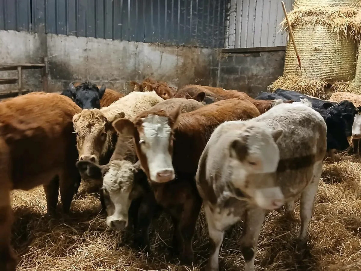 18 Heifer Weanlings - Image 4