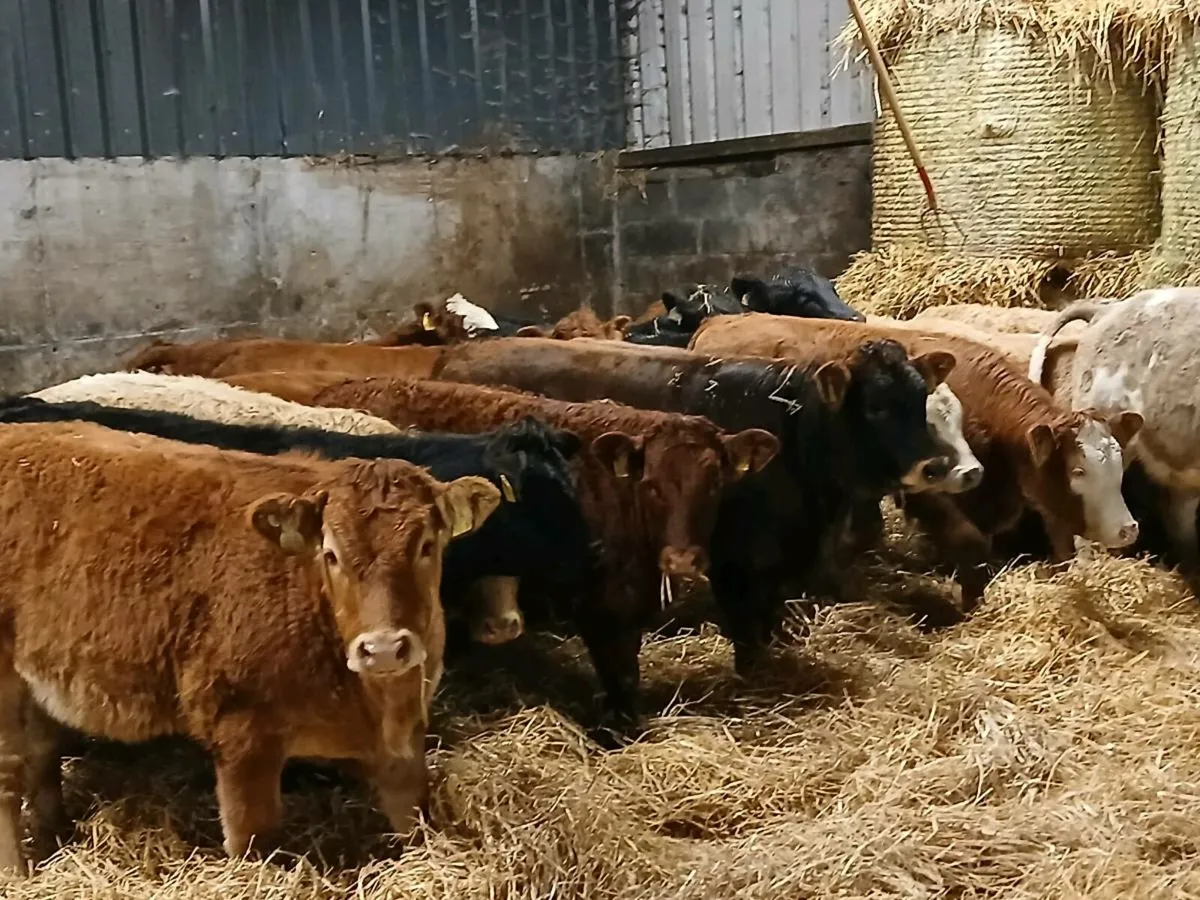 18 Heifer Weanlings - Image 1