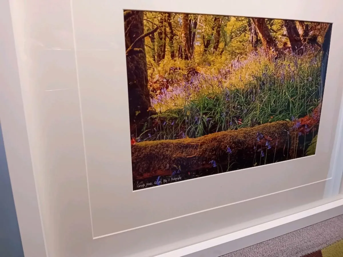 Curragh Woods - Image 3