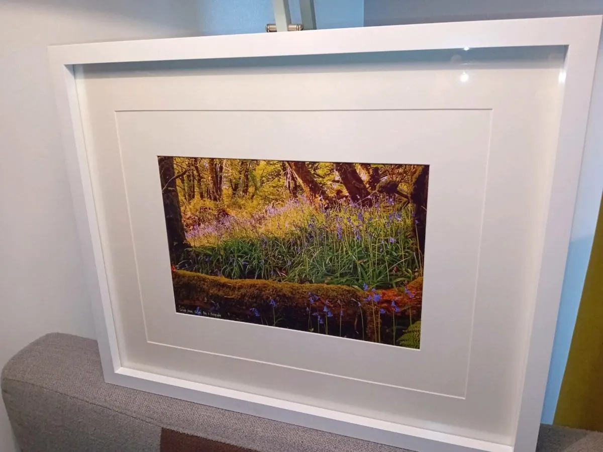 Curragh Woods - Image 4