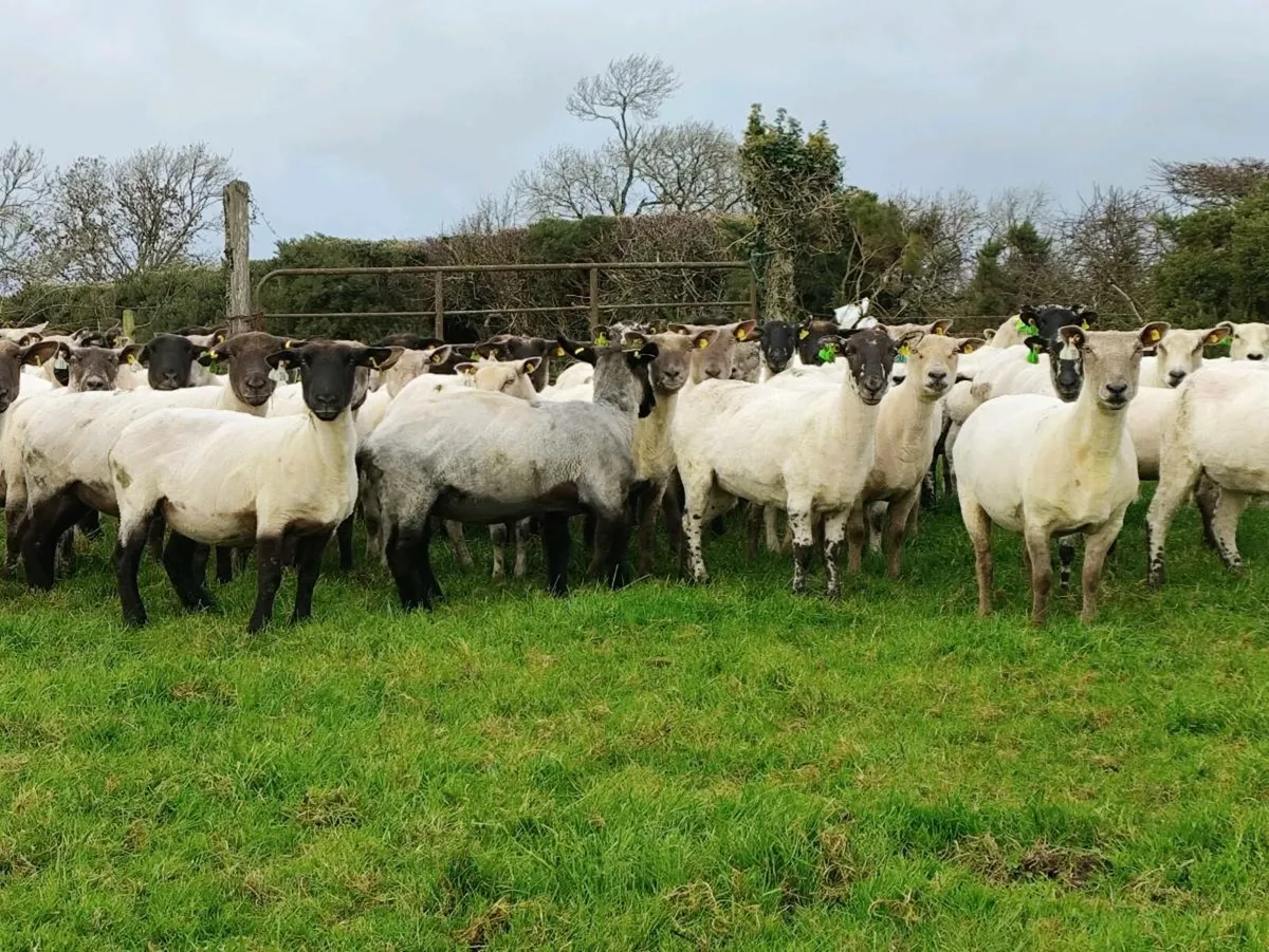 Hogget Ewes - Image 1