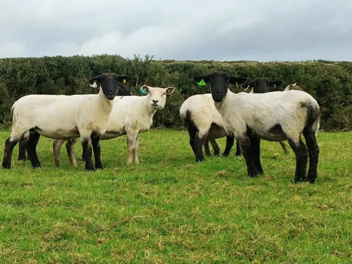 Hogget Ewes - Image 2
