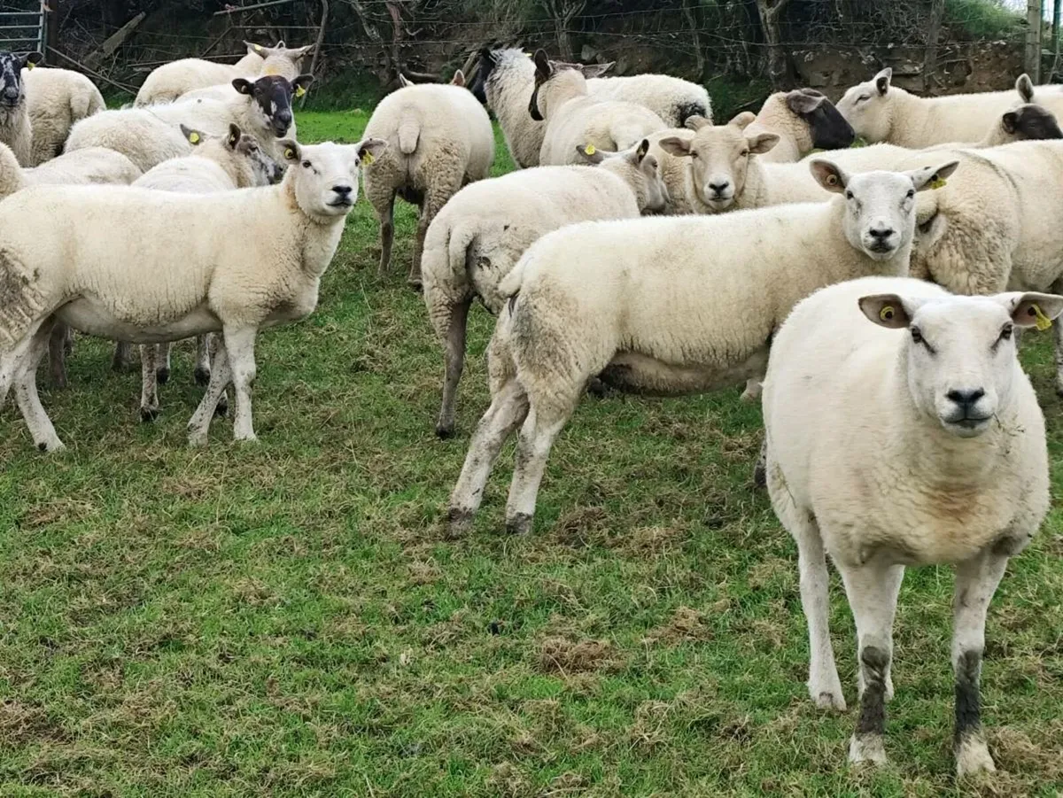 Hogget Ewes - Image 3