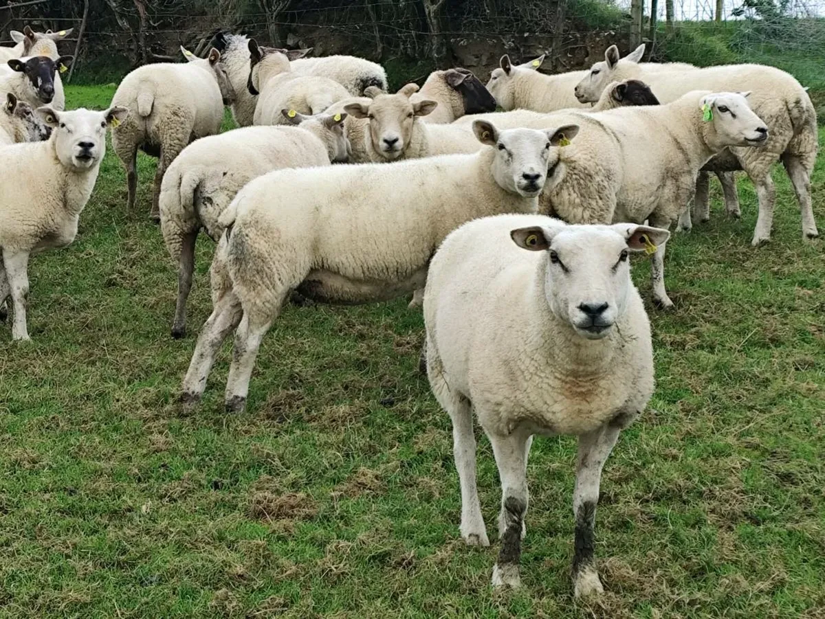 Hogget Ewes - Image 4