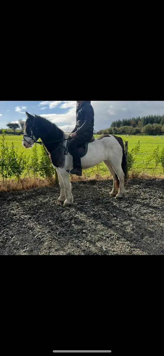 3YO Gelding - Image 3