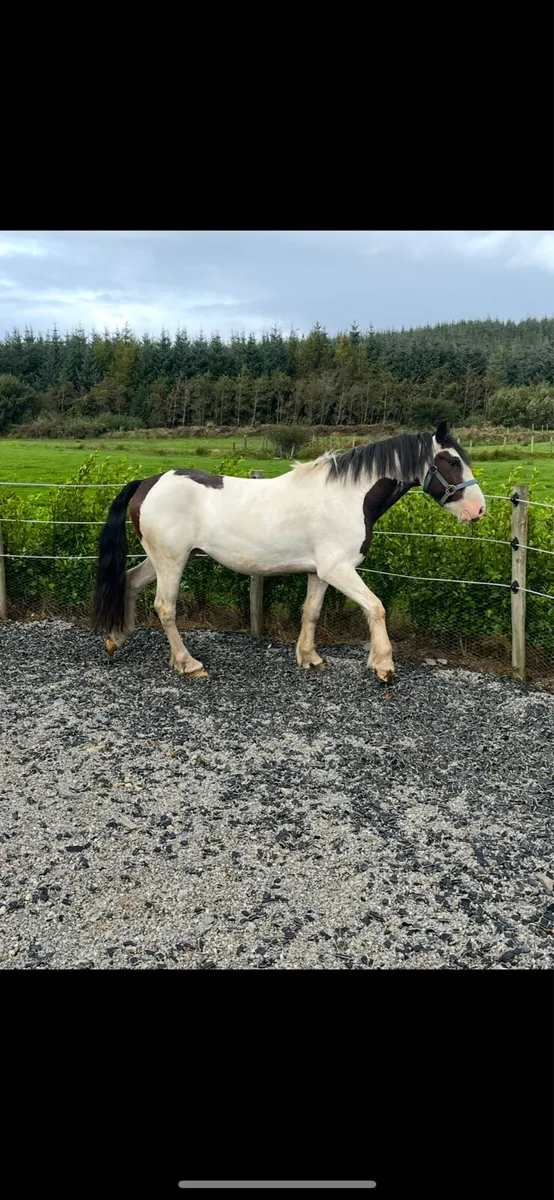 3YO Gelding - Image 4