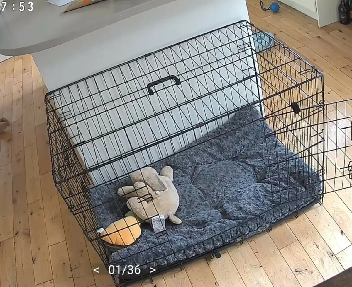 Dog Crate - Image 1