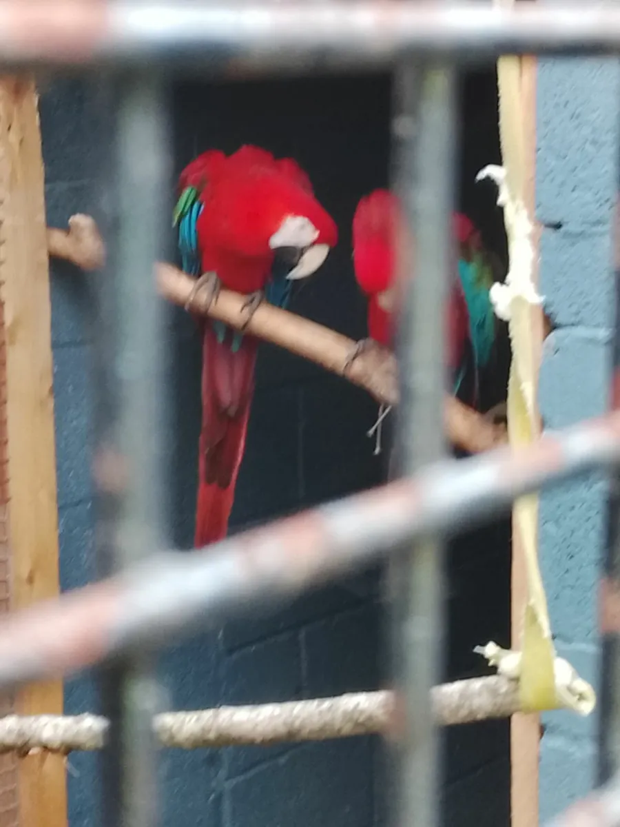 Breeding pair of green wing macaws for sale - Image 1