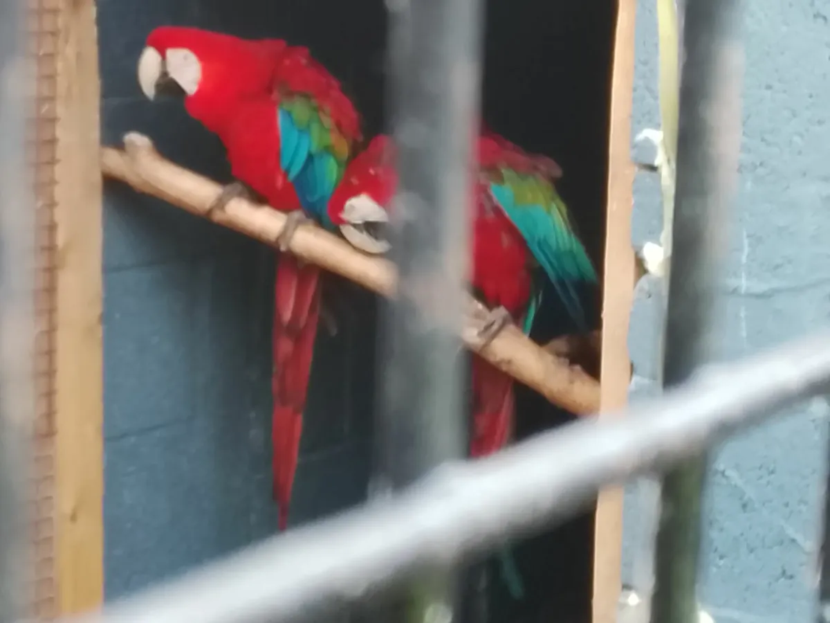 Breeding pair of green wing macaws for sale - Image 2