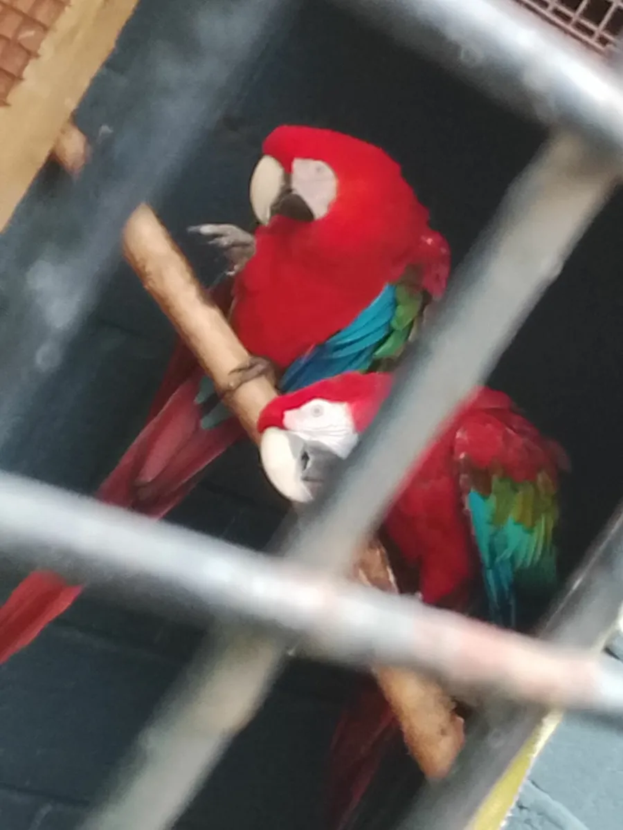 Breeding pair of green wing macaws for sale - Image 3