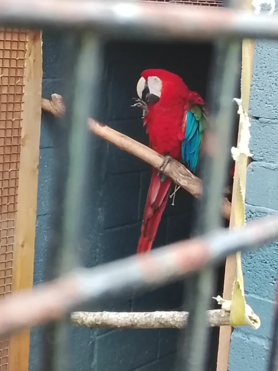 Breeding pair of green wing macaws for sale - Image 4