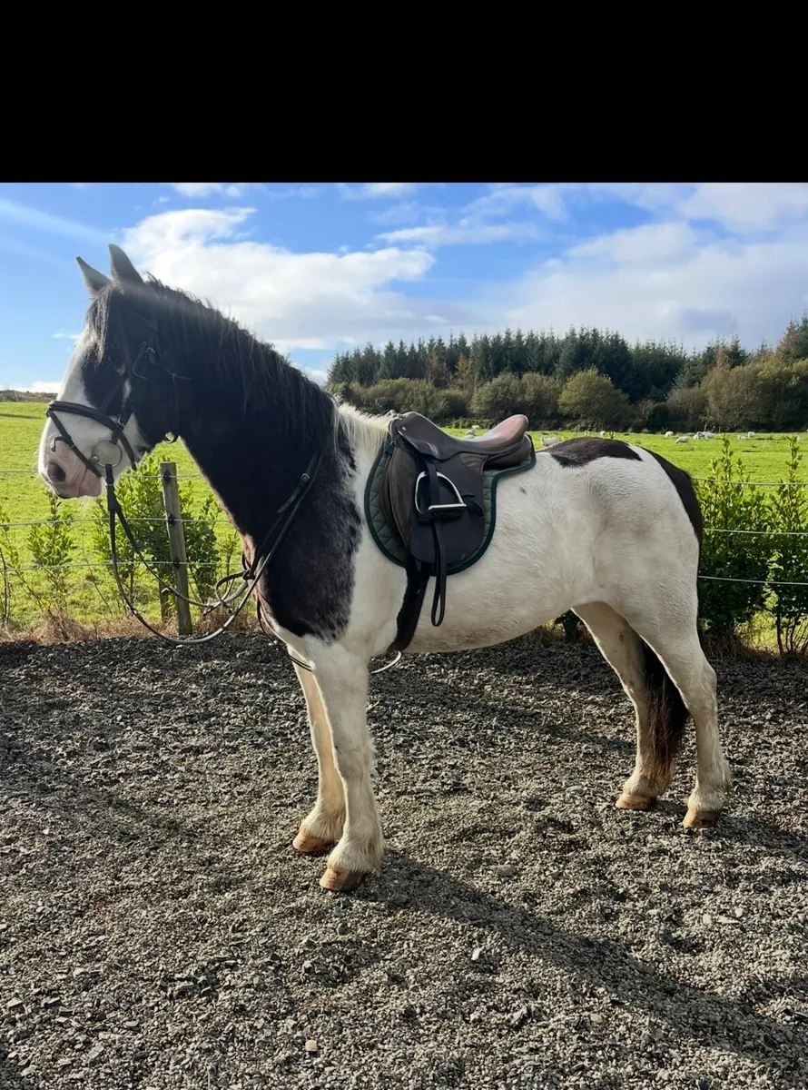 3YO Gelding - Image 1