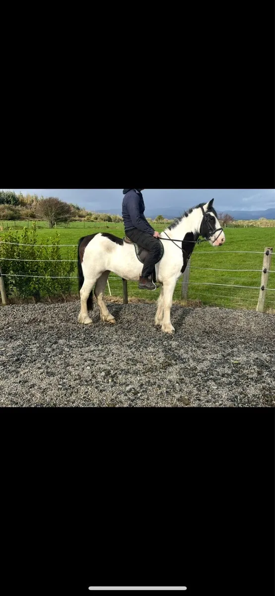 3YO Gelding - Image 2
