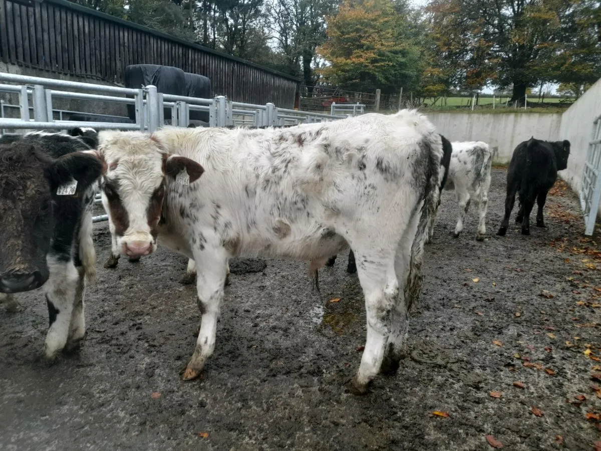 Runner bullocks and heifers - Image 1