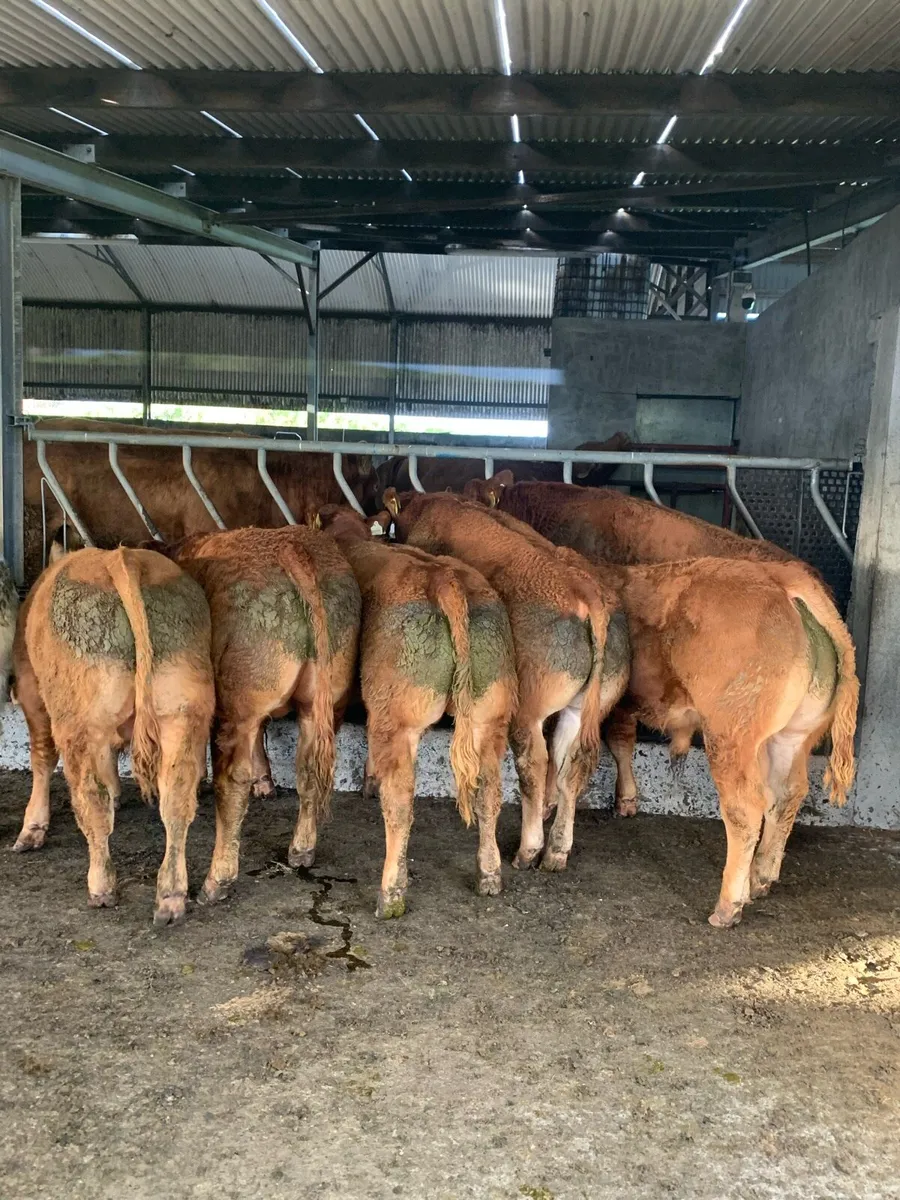 Selection of pedigree bulls - Image 1