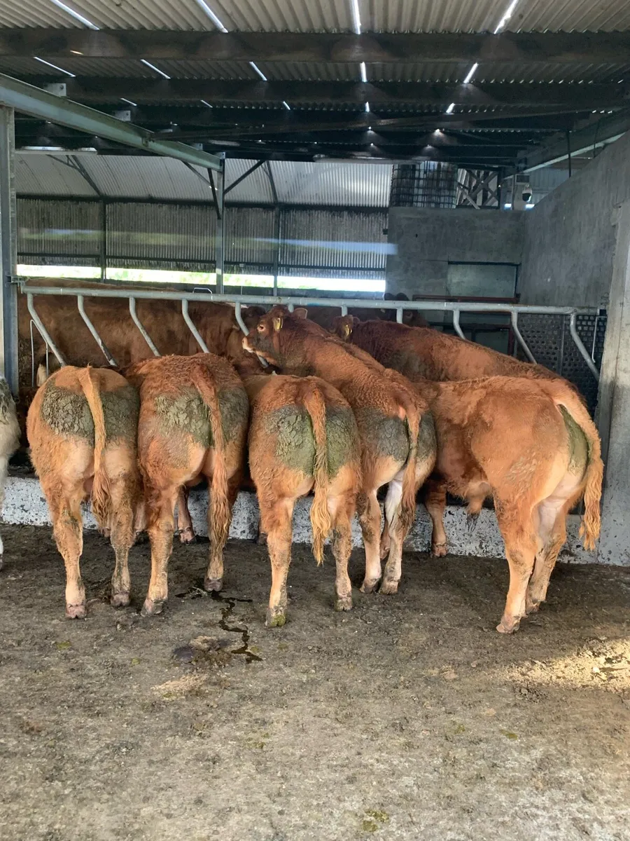 Selection of pedigree bulls - Image 2