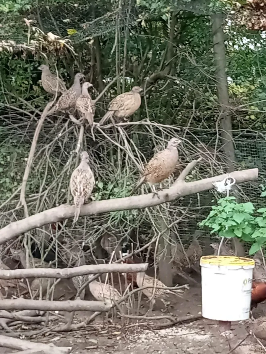 Hen pheasants - Image 1
