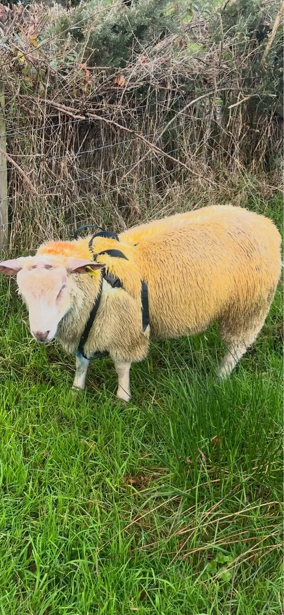 Charollais ram lamb - Image 1