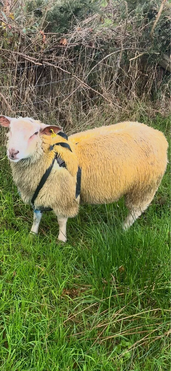 Charollais ram lamb - Image 2