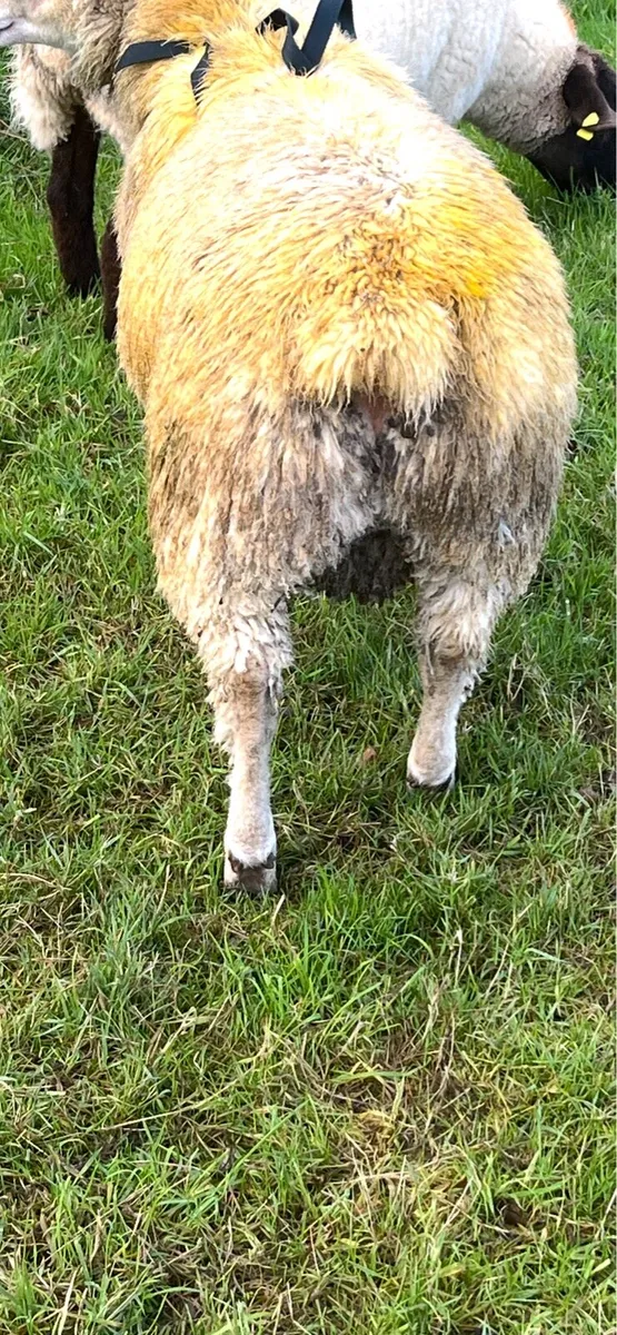 Charollais ram lamb - Image 3