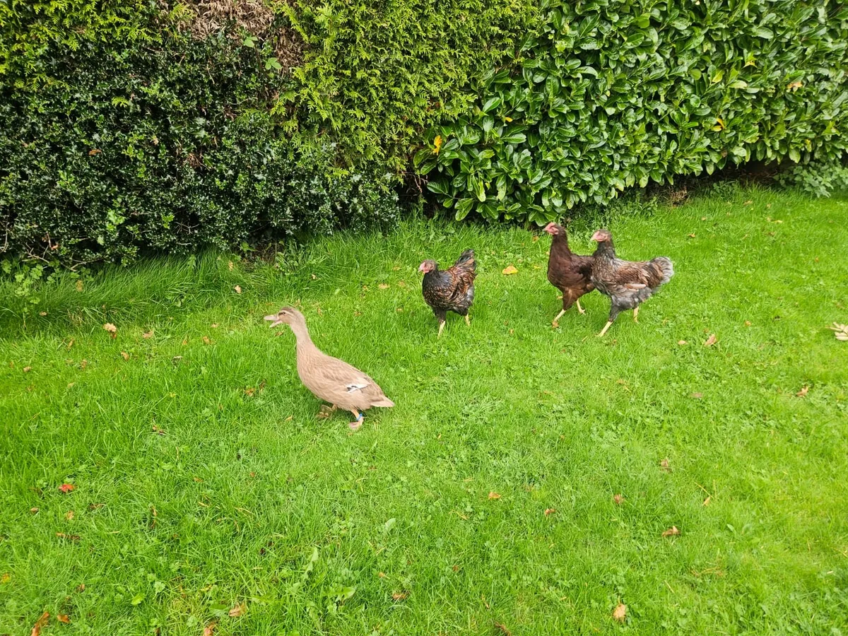 Mixed poultry - Image 1