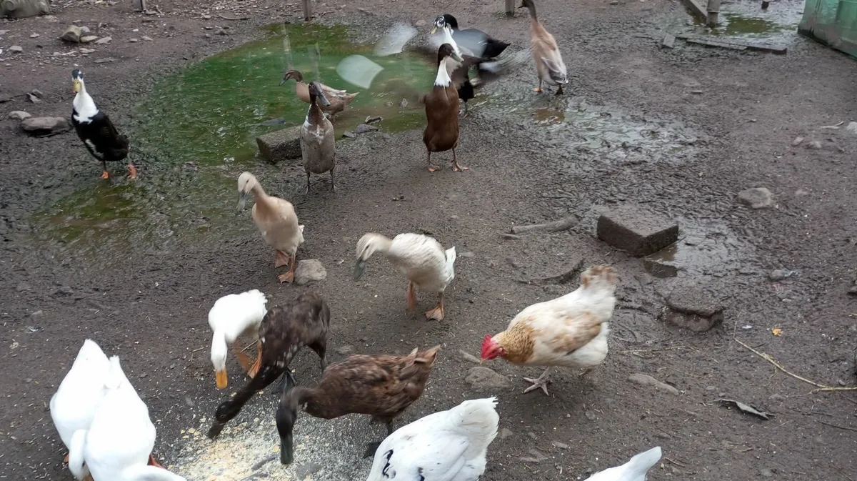 Indian Runner Ducks, Drakes, Hens -point of laying - Image 1
