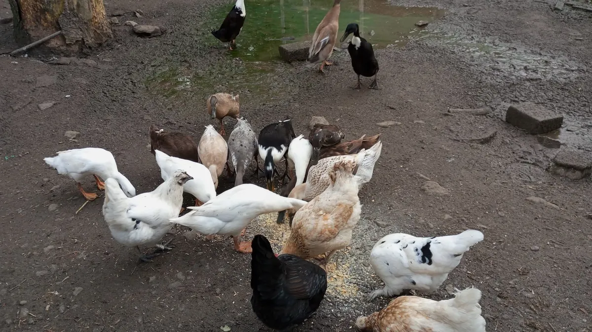 Indian Runner Ducks, Drakes, Hens -point of laying - Image 2
