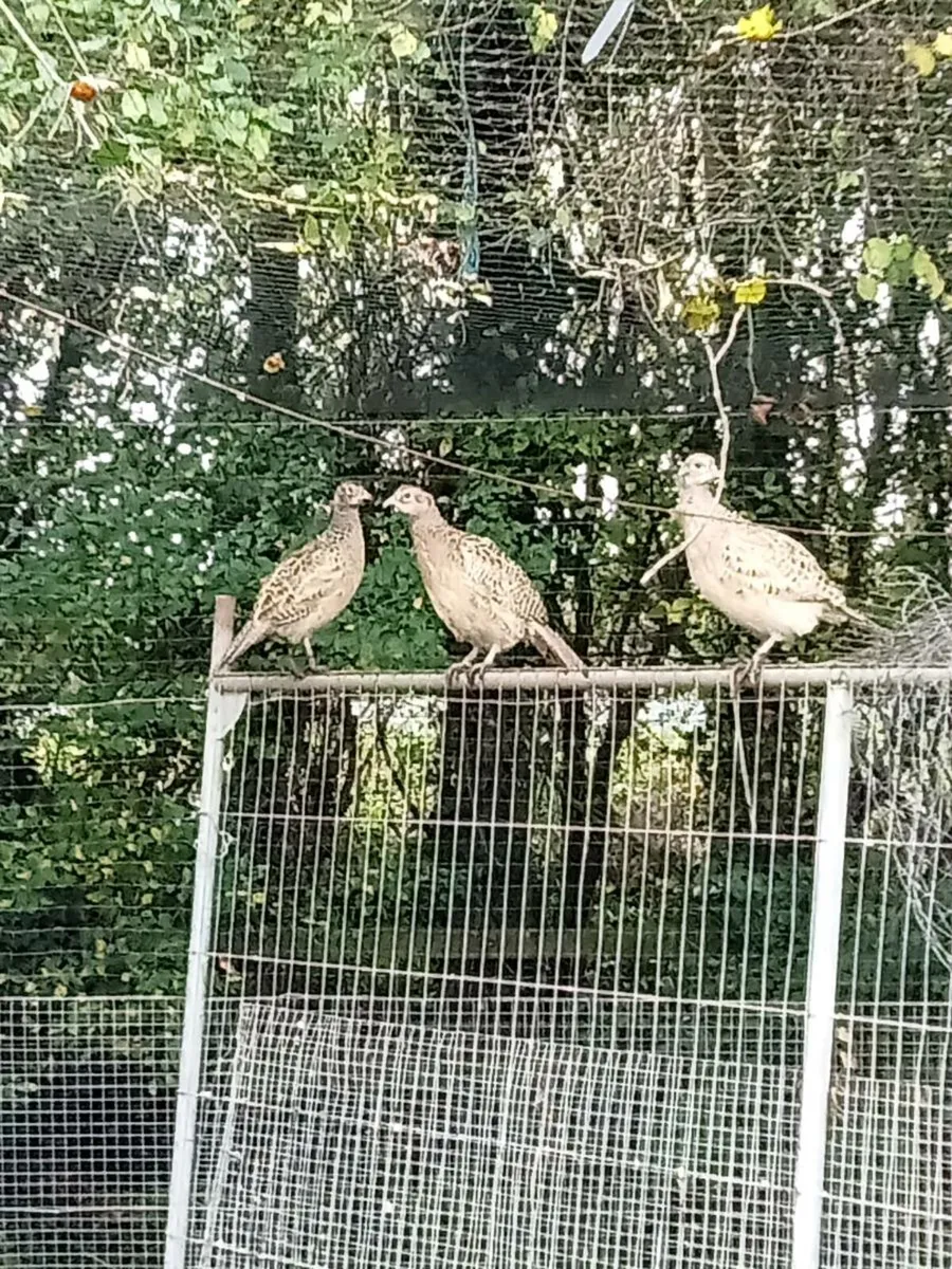 Hen pheasants - Image 2