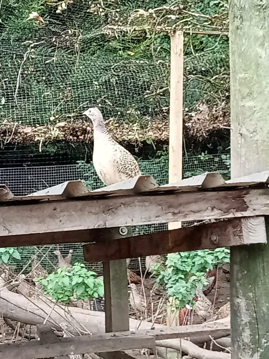 Hen pheasants - Image 3