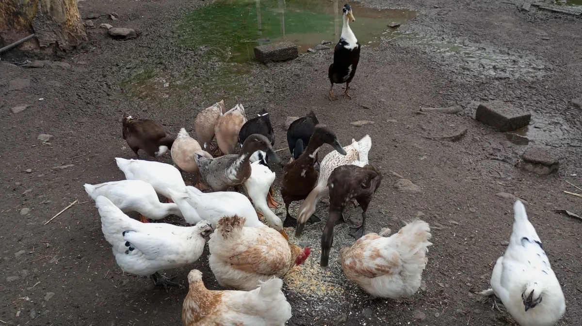 Indian Runner Ducks, Drakes, Hens -point of laying - Image 3