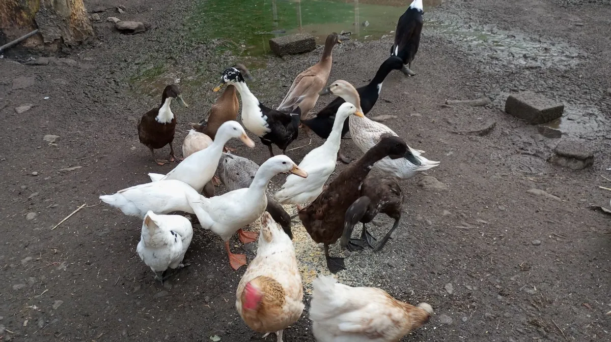 Indian Runner Ducks, Drakes, Hens -point of laying - Image 4